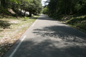 het bos van de ventoux