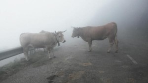 koeien op de Angliru