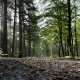 Leenderbos