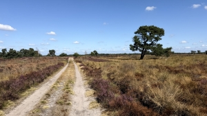Gravelweg op strabrechtse heide