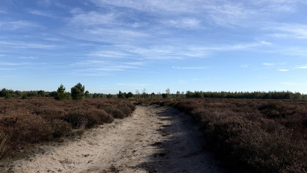 Strabrechtse heide paars gekleurd Strabrechtse heide paars gekleurd